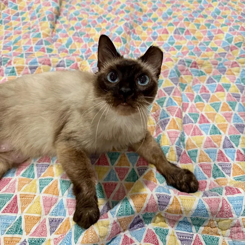 An adult medium-sized female White Siamese cat named Miata for adoption in Gainesville, FL