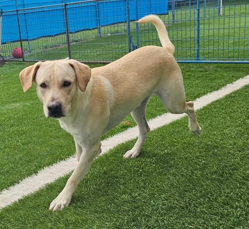 A young large-sized male Yellow / Tan / Blond / Fawn Yellow Labrador Retriever dog named Oliver for adoption in Williston, VT