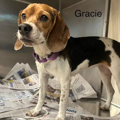 An adult small-sized female Beagle dog named Gracie for adoption in Knoxville, TN