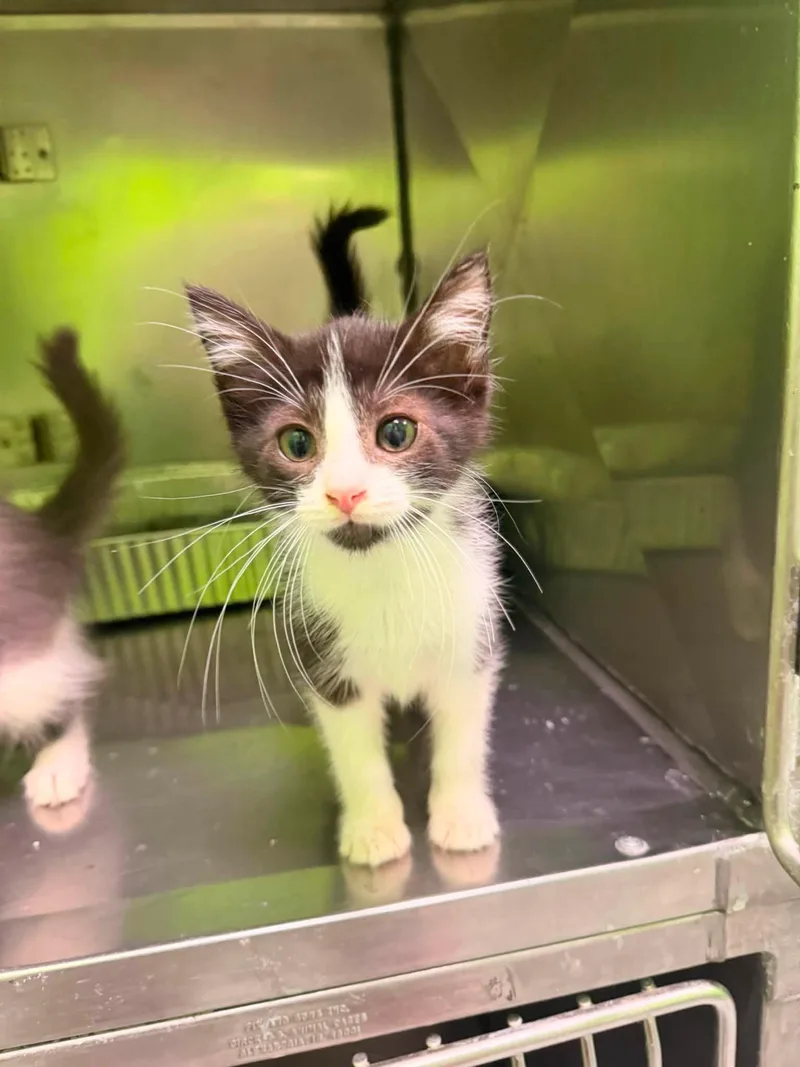 A baby small-sized male Black Domestic Medium Hair cat named Patriot and Yankee for adoption in Lincoln Park, MI
