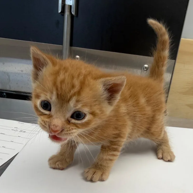 A baby small-sized male Orange / Red Domestic Short Hair cat named Dollar for adoption in Watertown, NY