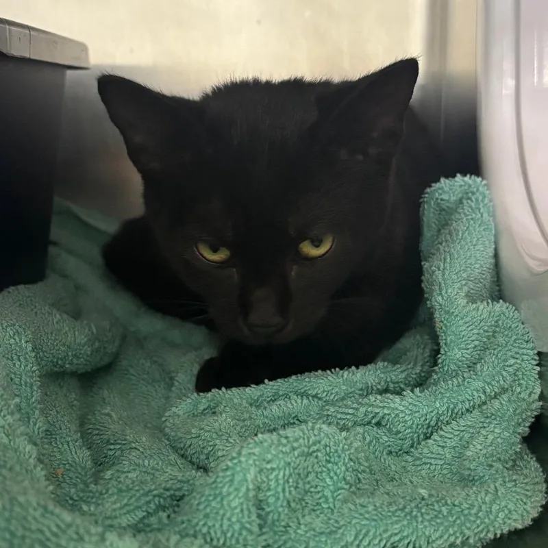 A baby small-sized female Black Domestic Short Hair cat named Ms. Fowl for adoption in Lakeland, FL