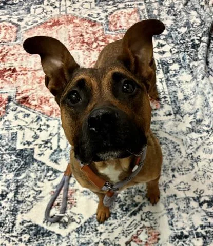 A young medium-sized female Pit Bull Terrier dog named Janie for adoption in Dayton, OH