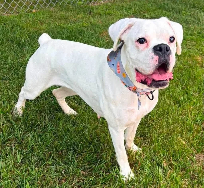 An adult medium-sized female Boxer dog named Gemma for adoption in Lincoln, MI