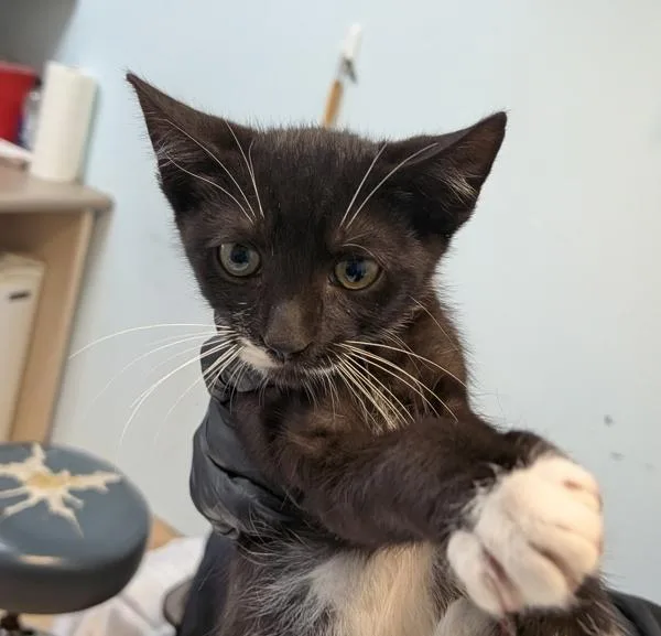 Rascal