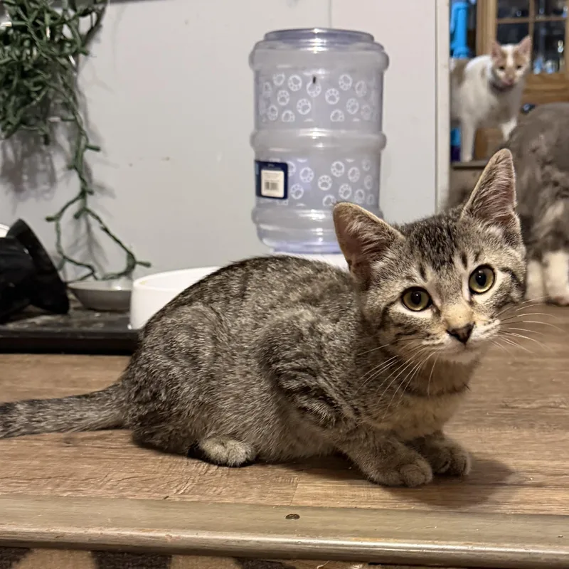 A baby medium-sized male Tabby (Brown / Chocolate) Domestic Short Hair cat named Rocky for adoption in Mineral Point, WI