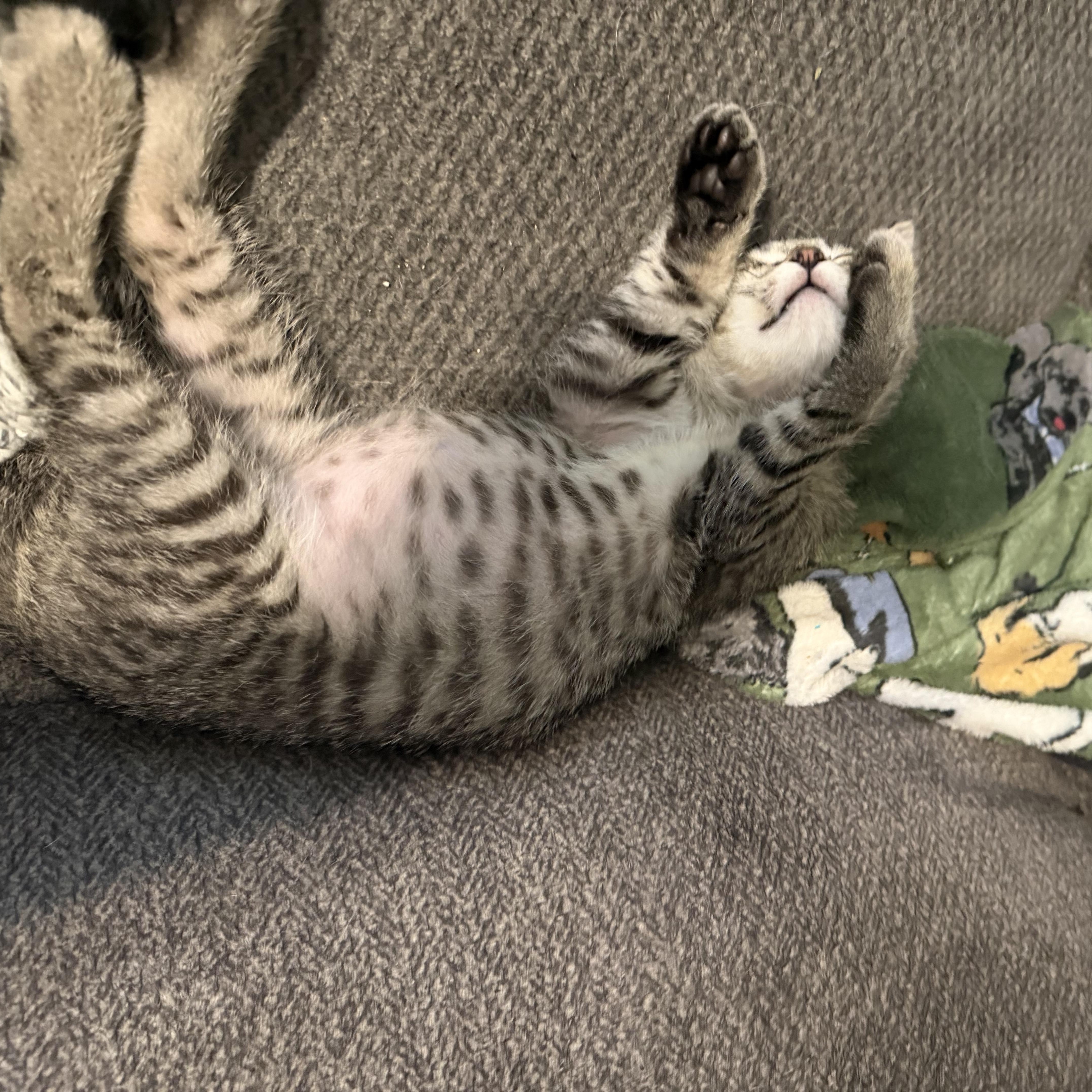 Rocky thumbnail 2