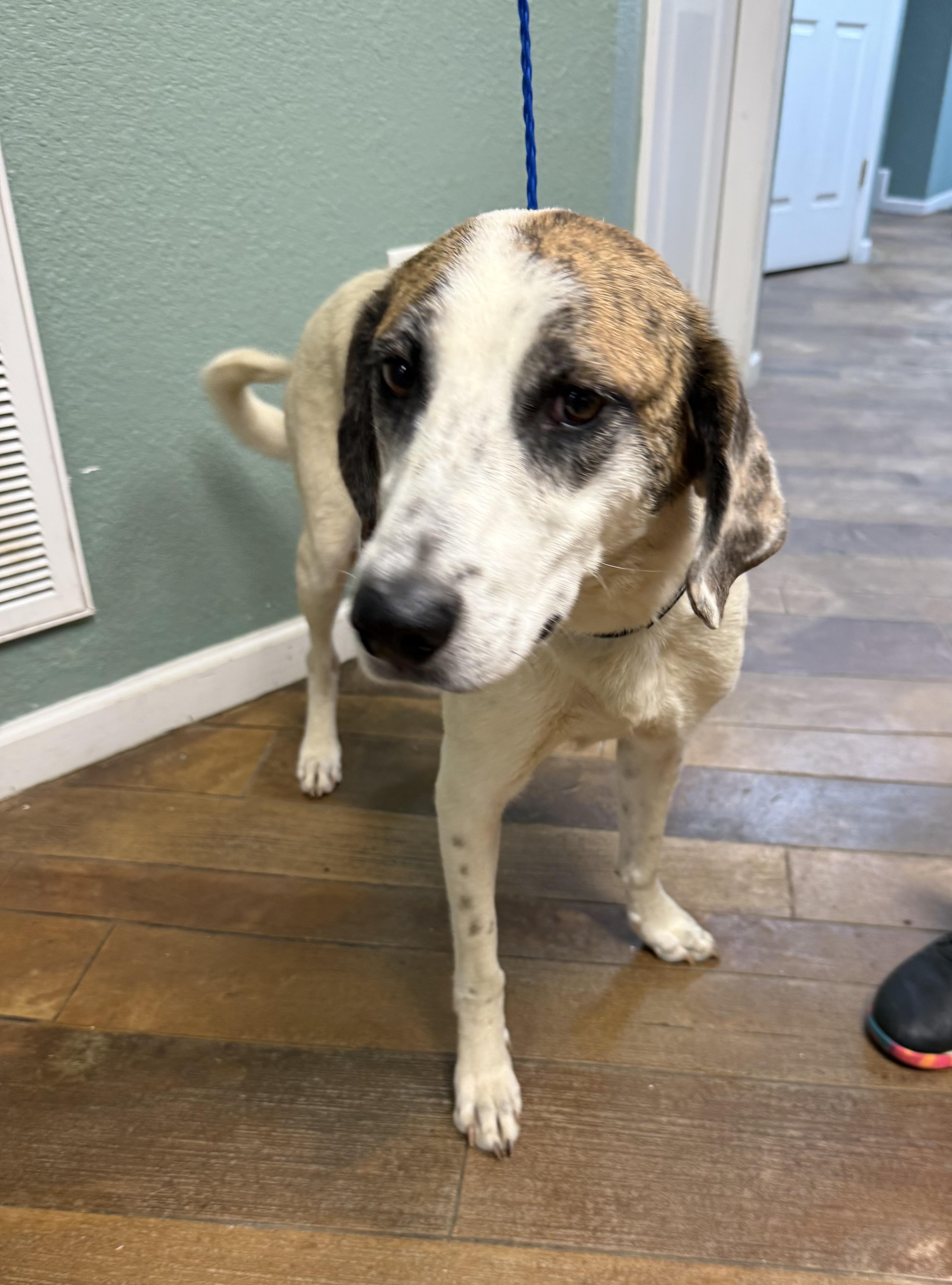 Pearl Gentle Sweetheart
