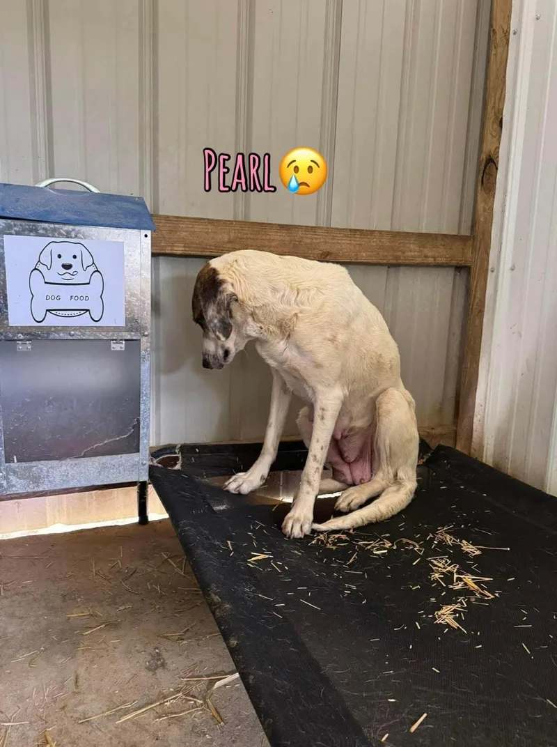 Pearl  Gentle Sweetheart thumbnail 3
