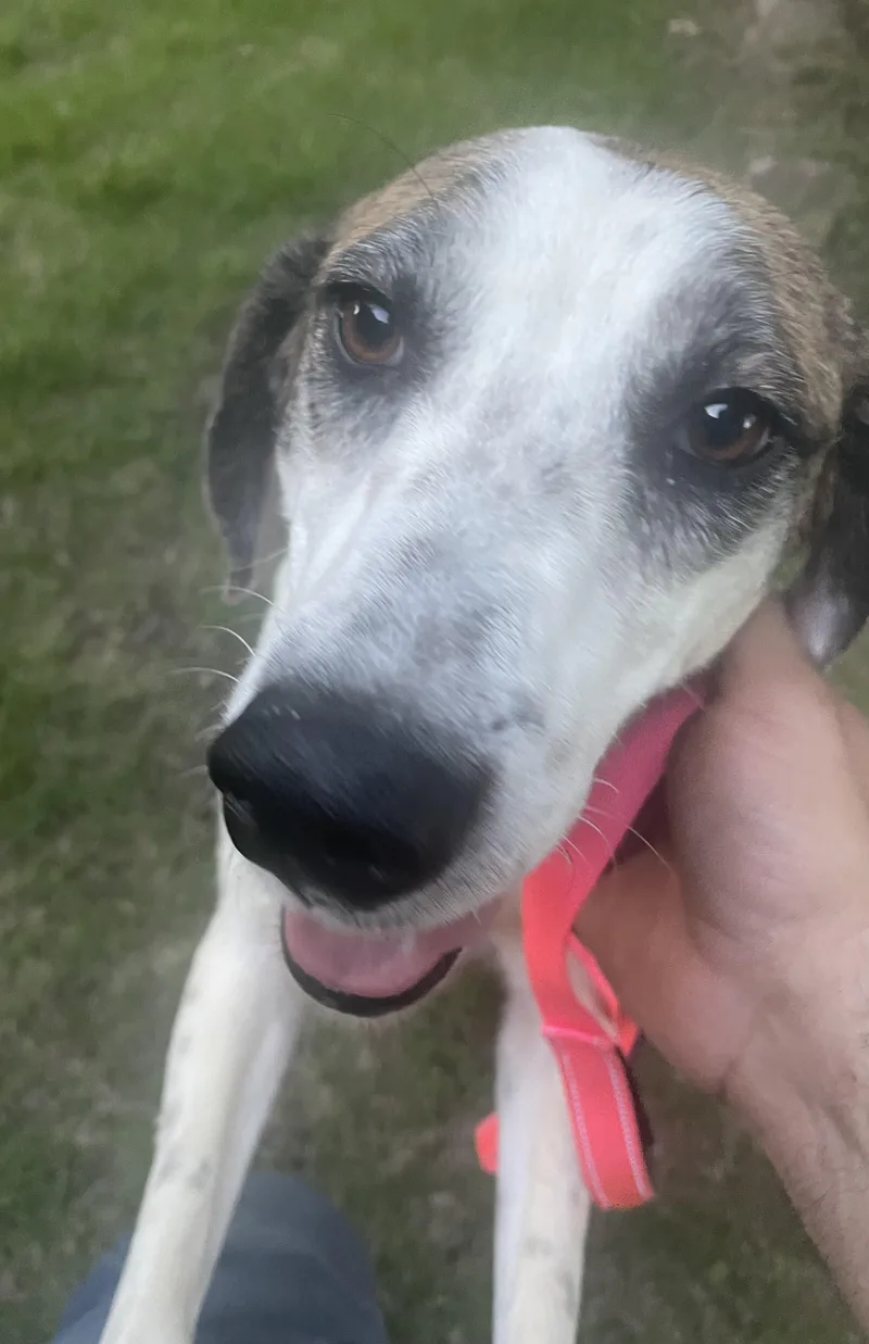 Pearl  Gentle Sweetheart thumbnail 5
