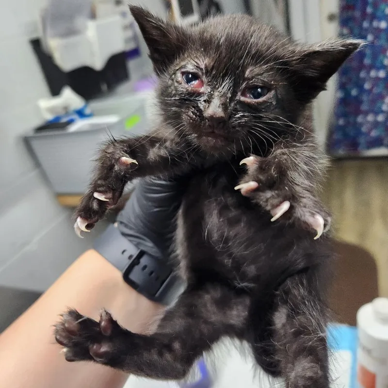 A baby small-sized female Black Domestic Short Hair cat named Galileo @ Petsmart On for adoption in Summerville, SC