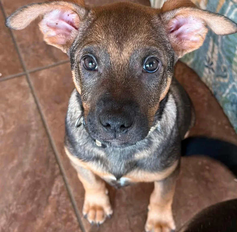 A baby medium-sized male Shepherd dog named Royce for adoption in Germantown, OH