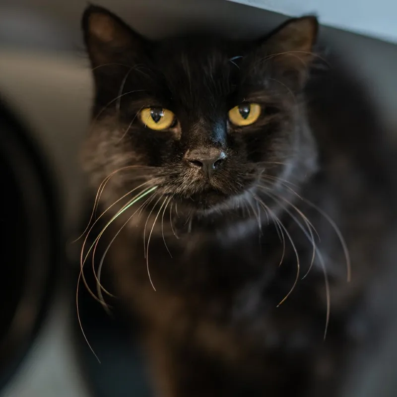 An adult medium-sized male Black Domestic Long Hair cat named Oh Henry for adoption in Bartlett, TN