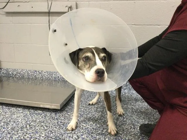 An adult medium-sized female Terrier dog named A for adoption in Thousand Palms, CA
