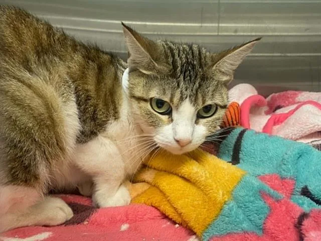 A young small-sized female Domestic Short Hair cat named Becca for adoption in Tustin, CA