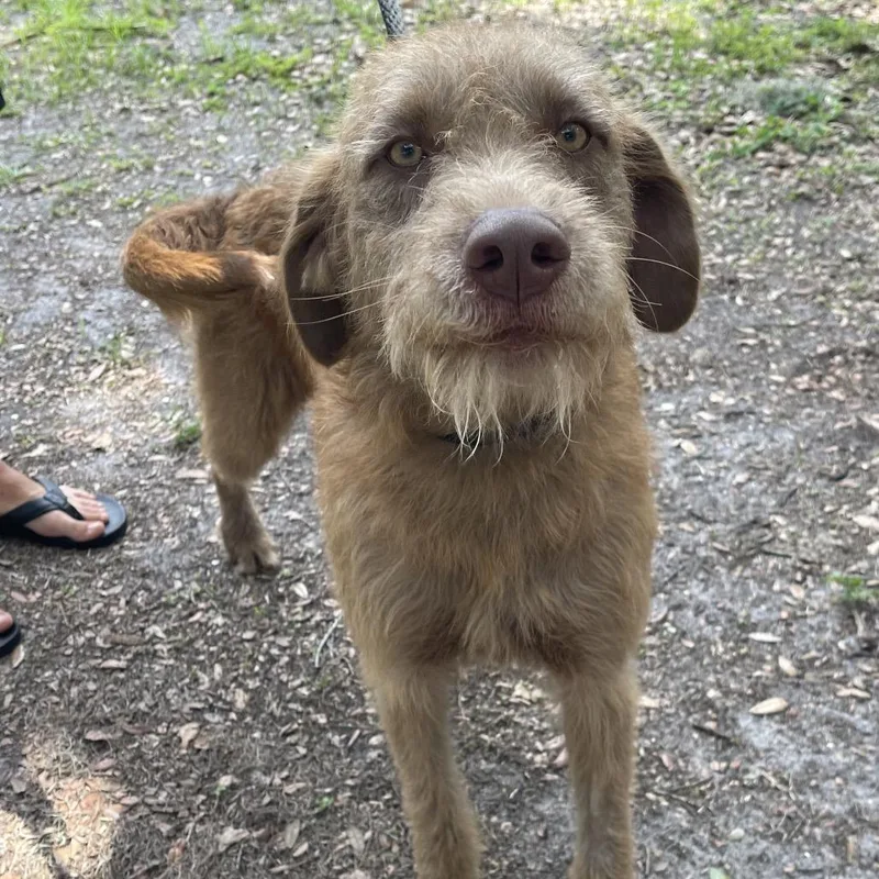 A young medium-sized male Brown / Chocolate Airedale Terrier dog named Ollie for adoption in Indiantown, FL