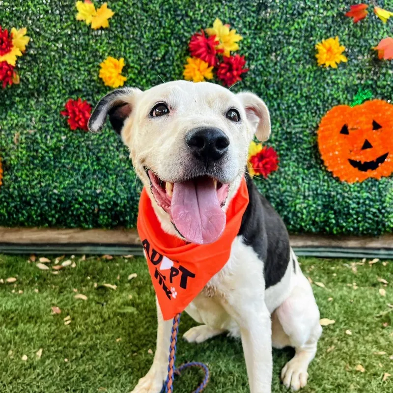 A senior large-sized female Black Pit Bull Terrier dog named Antoinette for adoption in Austin, TX