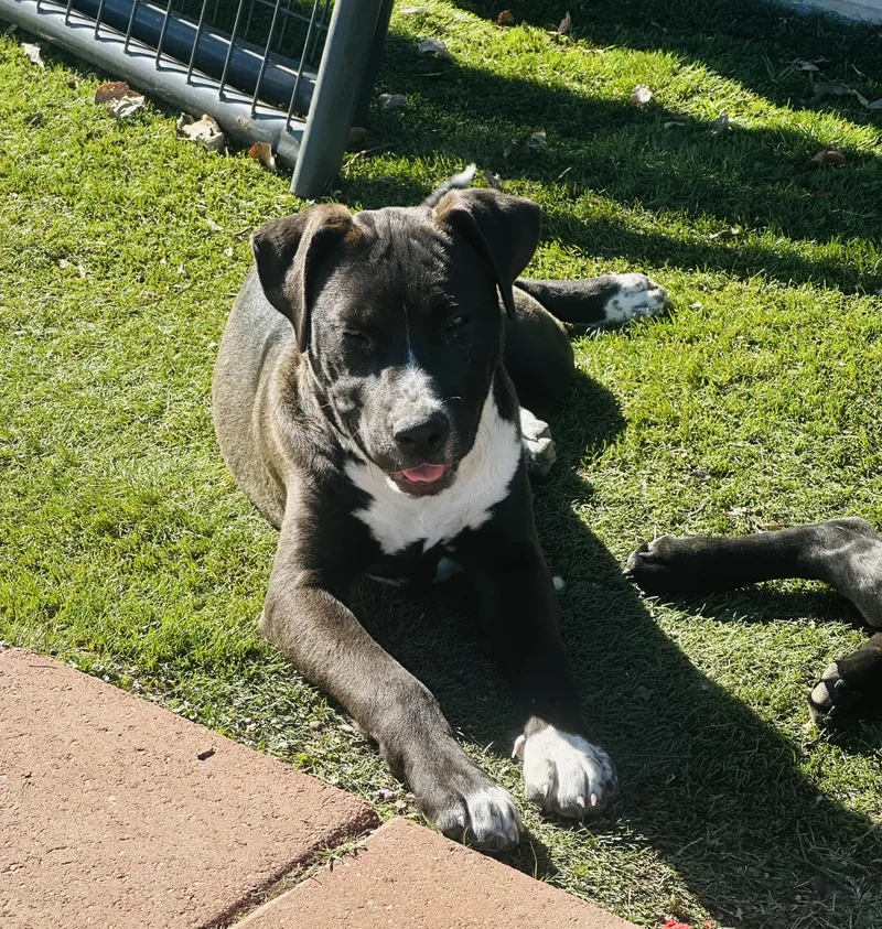 A young medium-sized female Black Collie dog named Betty for adoption in Pilot Point, TX