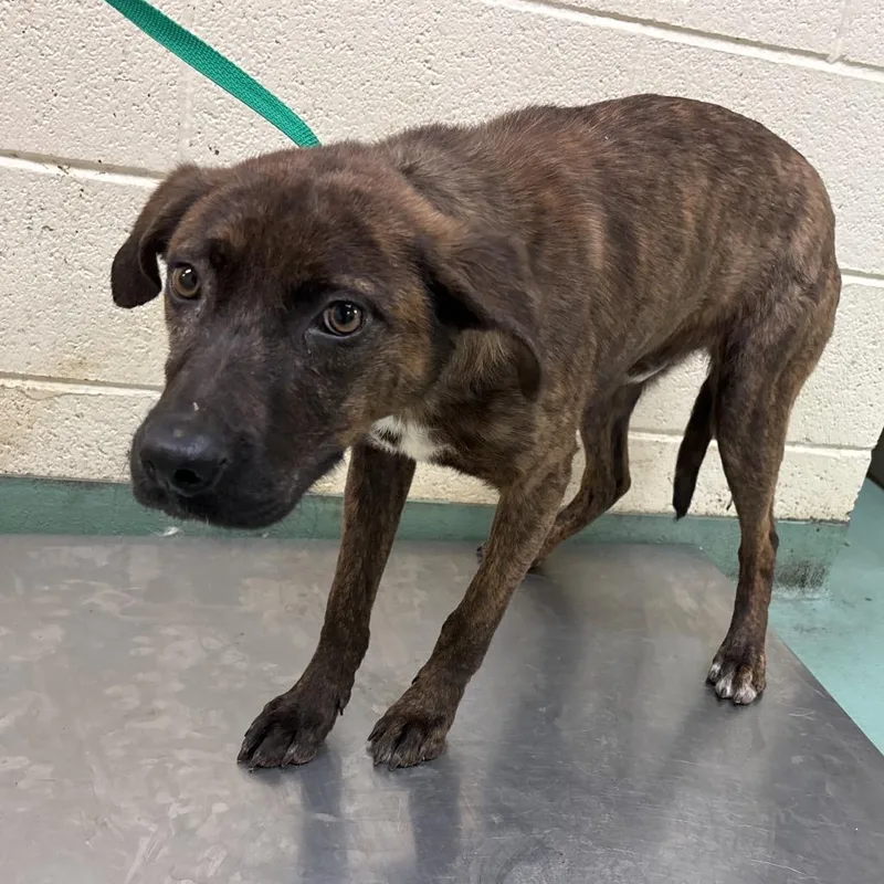 A young medium-sized male Brindle Mixed Breed dog named Beaker for adoption in Memphis, TN