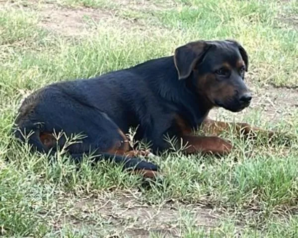 Pedro
