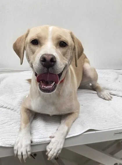 A young medium-sized female Labrador Retriever dog named Roxy for adoption in Phoenix, AZ