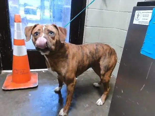 An adult large-sized female Pit Bull Terrier dog named Polly for adoption in Tulsa, OK