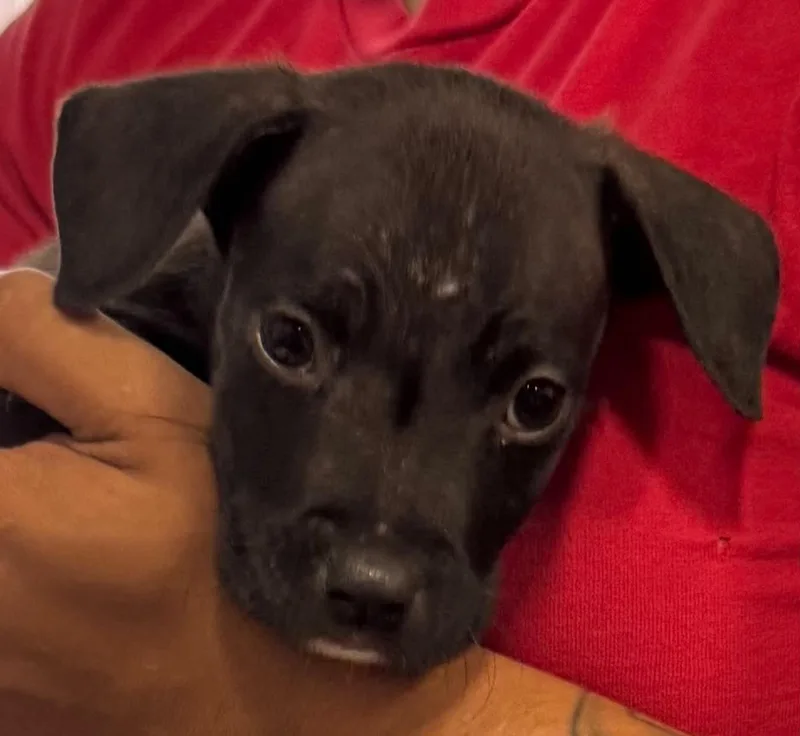 A baby medium-sized male Black Labrador Retriever dog named Ivan for adoption in Clairton, PA
