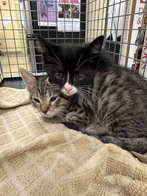 A baby small-sized female Domestic Short Hair cat named Nova for adoption in Fort Myers, FL