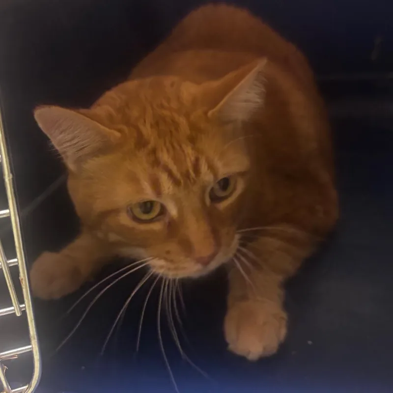 A senior small-sized male Orange / Red Domestic Short Hair cat named Moose for adoption in Norman, OK