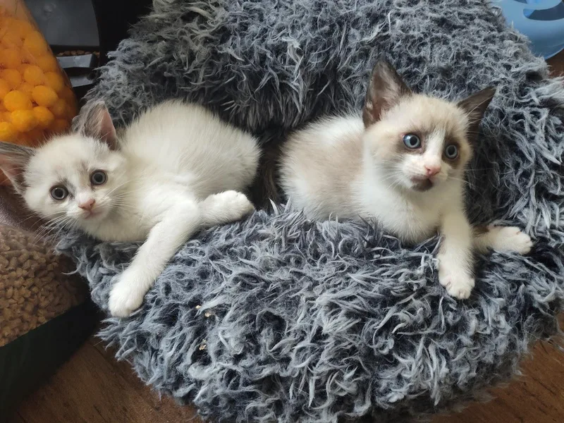 Spokane And Sarasota thumbnail 3