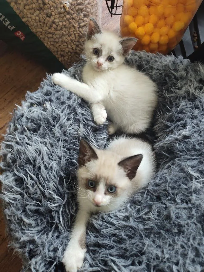 Spokane And Sarasota thumbnail 4