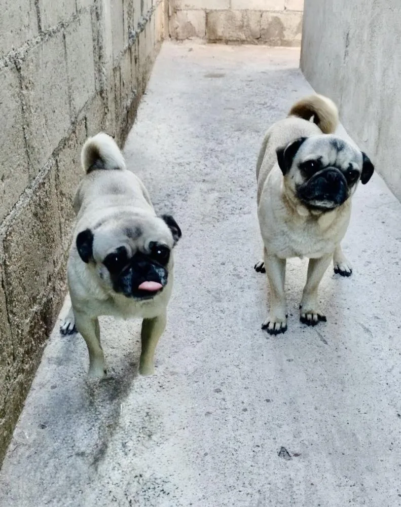 A young small-sized female Pug dog named Georgie Girl for adoption in Escondido, CA