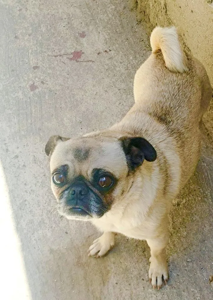 Georgie Girl thumbnail 2