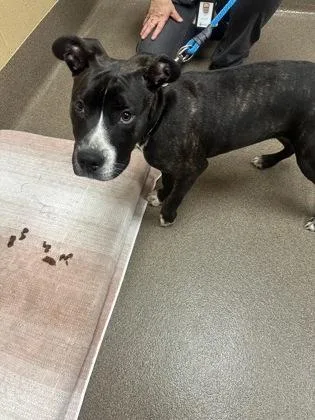 A baby large-sized female Black Mixed Breed dog named Dutchess for adoption in Wichita, KS