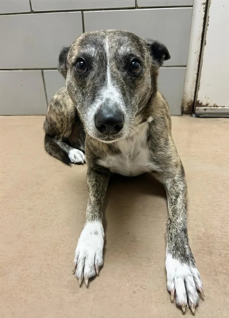 An adult medium-sized female Brown / Chocolate Mixed Breed dog named Liie for adoption in Nashville, TN