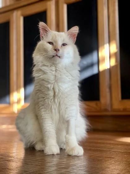 Professor Archie Fiv+