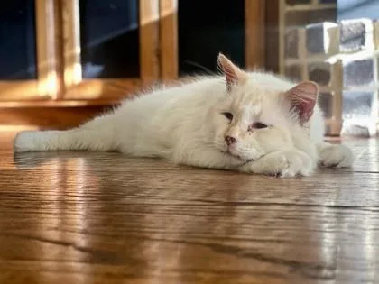 Professor Archie Fiv+ thumbnail 2