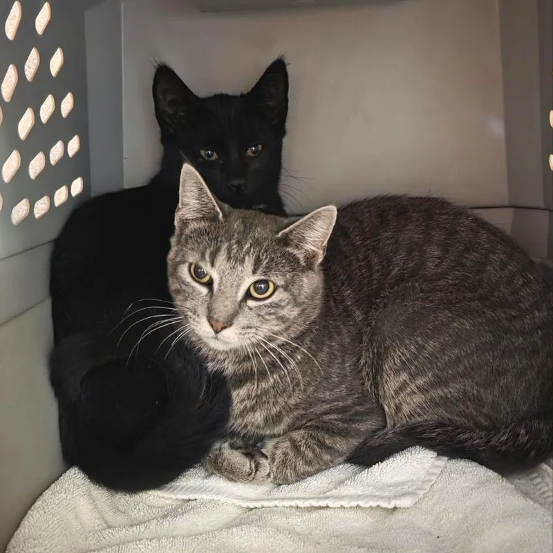 A baby small-sized male Domestic Short Hair cat named Kit for adoption in Fairport, NY