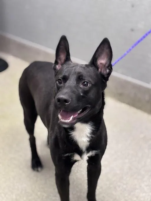 A young medium-sized male Pit Bull Terrier dog named Rascal for adoption in Las Vegas, NV
