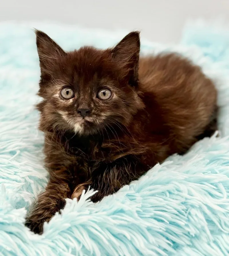 A baby medium-sized female Tortoiseshell Maine Coon cat named Sweeper for adoption in Covington, LA