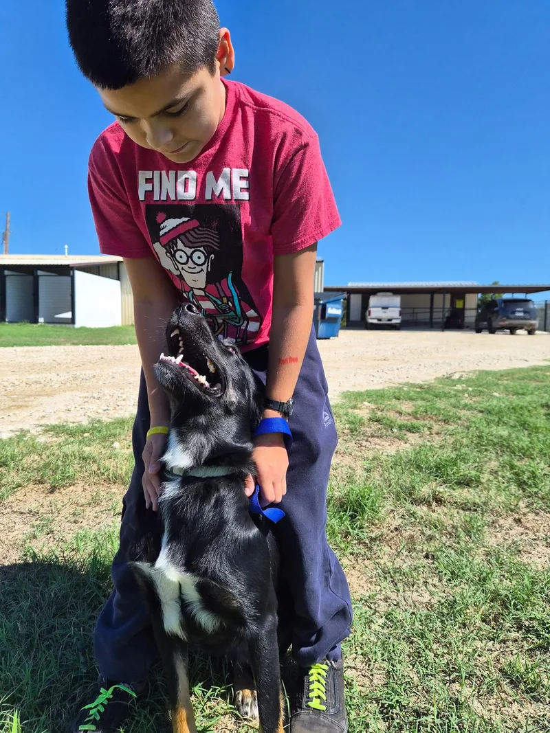 A young medium-sized female Tricolor (Brown, Black, & White) Border Collie dog named Miss Piggy for adoption in Montague, TX