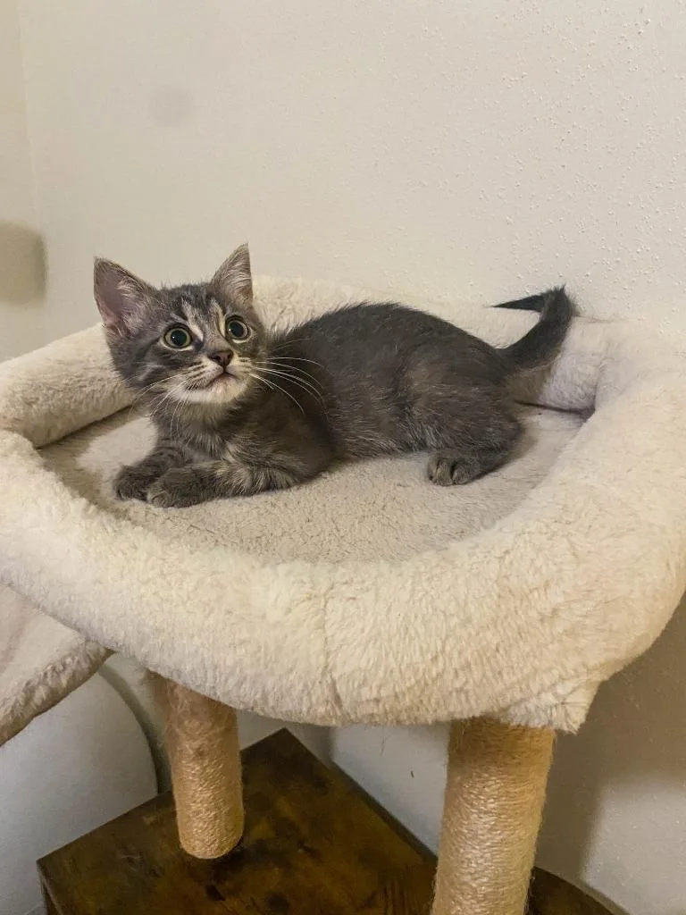 A baby small-sized female Domestic Short Hair cat named Glimmer for adoption in San Antonio, TX