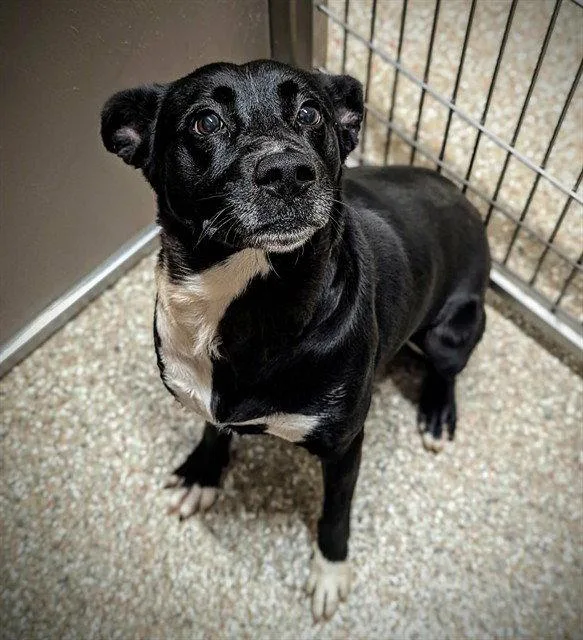 A young large-sized female Labrador Retriever dog named Feebee for adoption in Clyde, NC