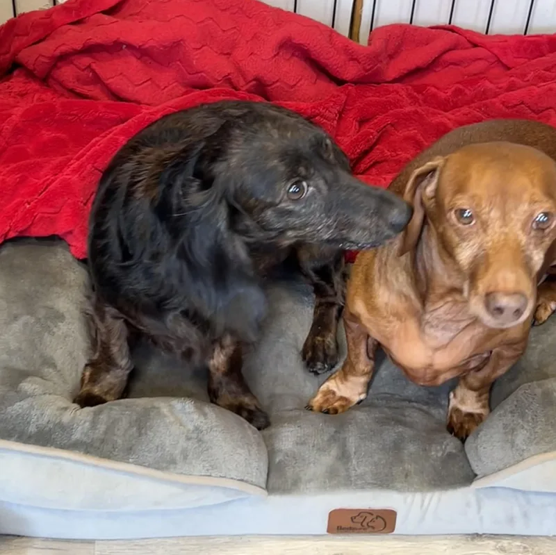 A senior small-sized male Dachshund (Long Haired) dog named Zed And Zelda for adoption in Chickasha, OK