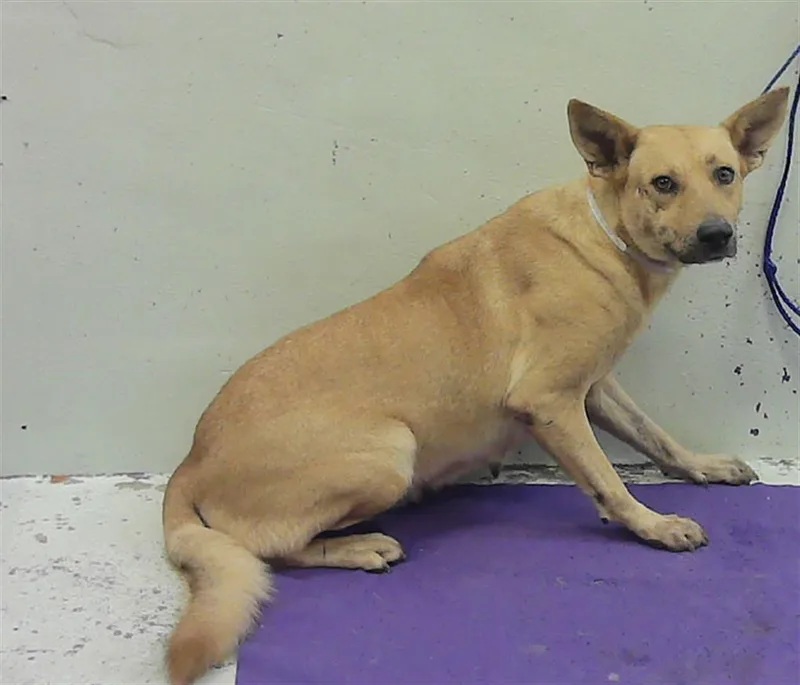 A young medium-sized female German Shepherd Dog dog named Magnolia for adoption in Houston, TX