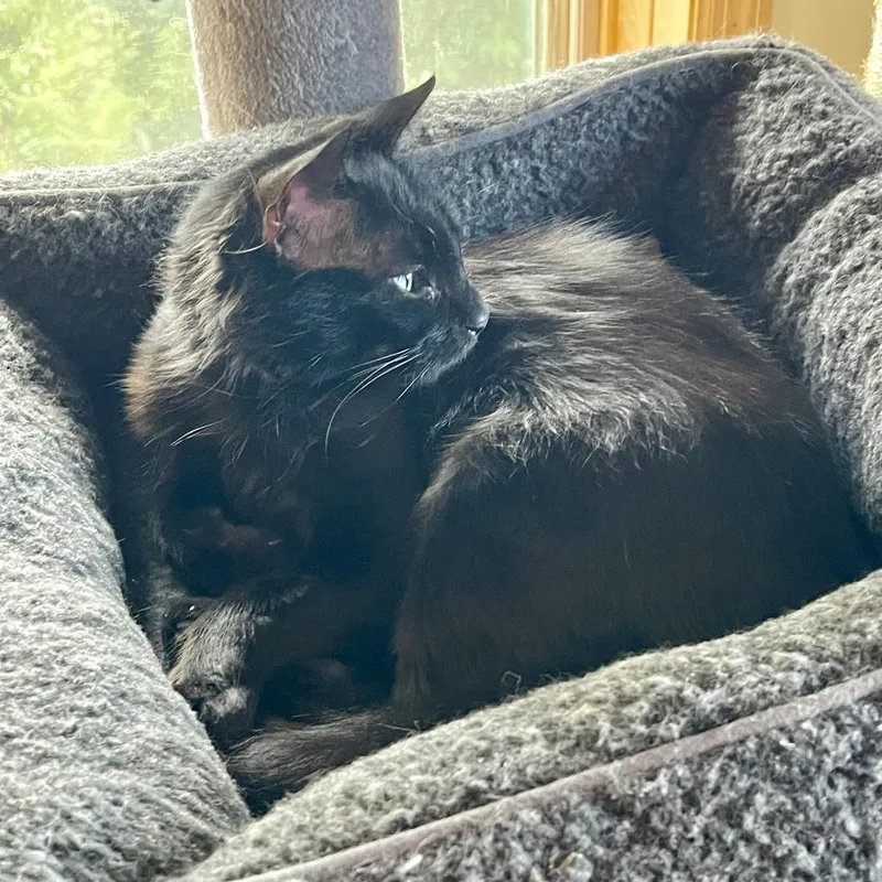 A young medium-sized female Black Domestic Medium Hair cat named Astrid C for adoption in Minnetonka, MN