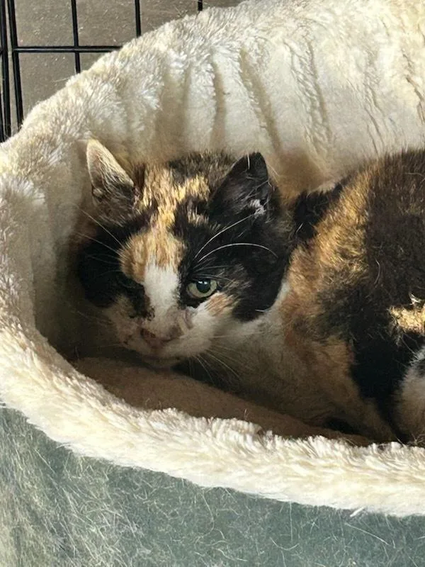 Callie Eagle Rock thumbnail 2