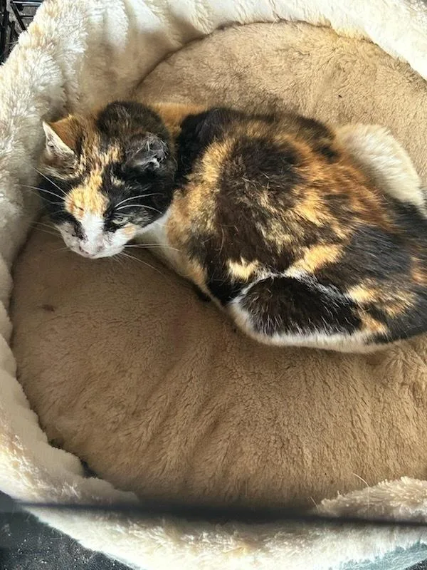 Callie Eagle Rock thumbnail 3