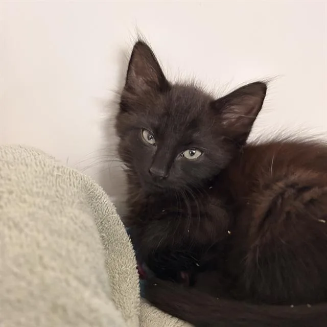 A baby small-sized female Domestic Short Hair cat named Alex for adoption in Sugar Land, TX
