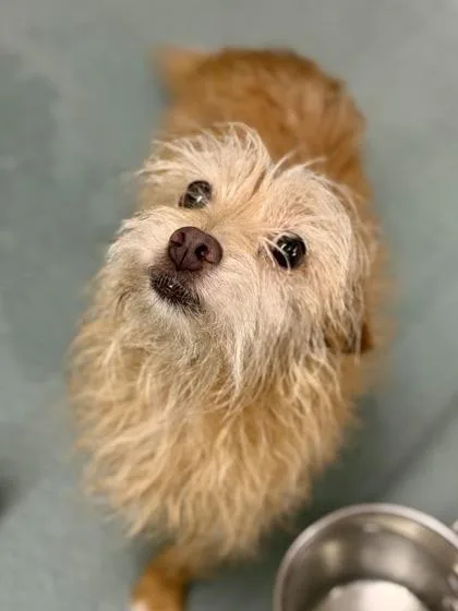 An adult small-sized female Mixed Breed dog named Cinnamon for adoption in New Orleans, LA